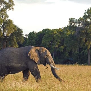 Ein Elefant im Governors&#039; Camp