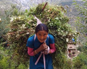 Junge Sherpani im Helambu