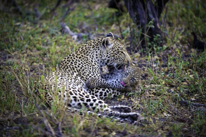 Leoparden im South Luangwa NP © Diamir
