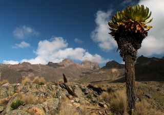Trekking am Mount Kenya