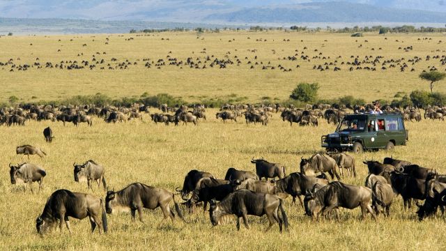 Die großen Tierherden bei einer Safari durch die Masai Mara