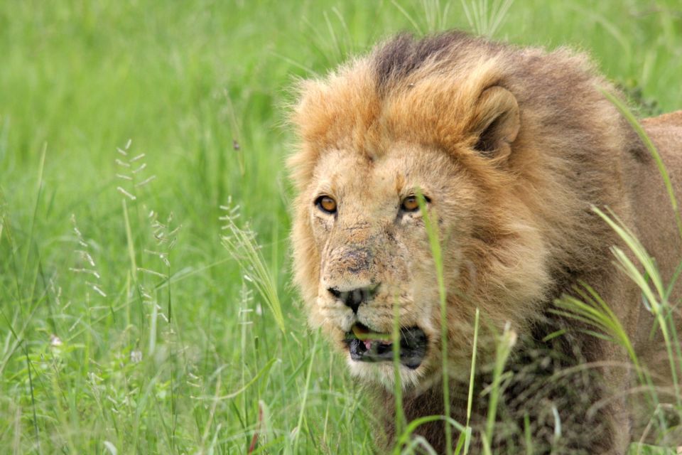 Löwe auf Pirsch im Etosha-Nationalpark entdecken