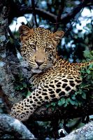 Ein Leopard in der Masai Mara