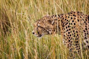 Ein Gepard in der Masai Mara