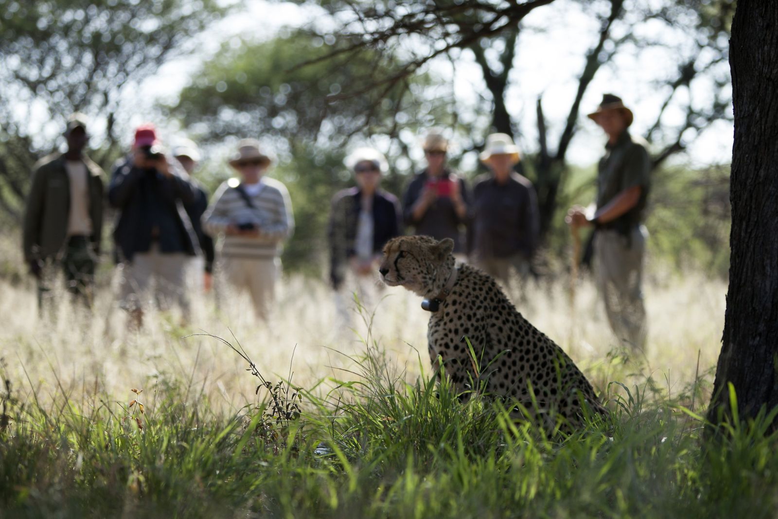 Okonjima: Gepardenbeobachtung zu Fuß