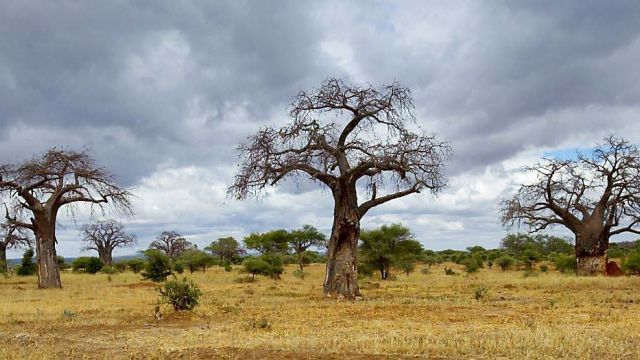 Baobabs im Tarangire NP