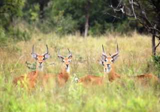 Ugandische Grasantilopen im Semliki Nationalpark