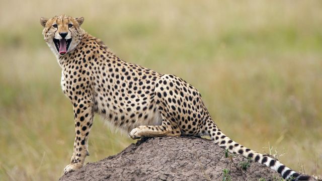 Geparden - schnelle Jäger der Savanne