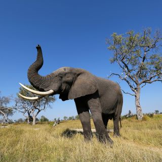 Der Elefant, ein majestätisches Tier