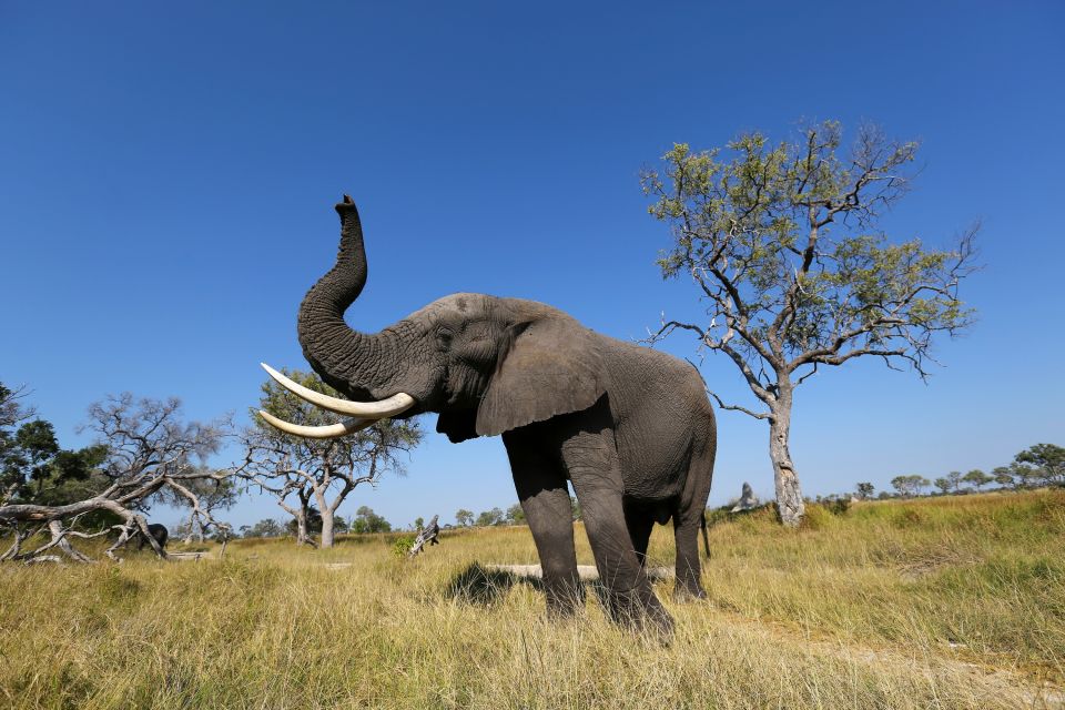 Der Elefant, ein majestätisches Tier