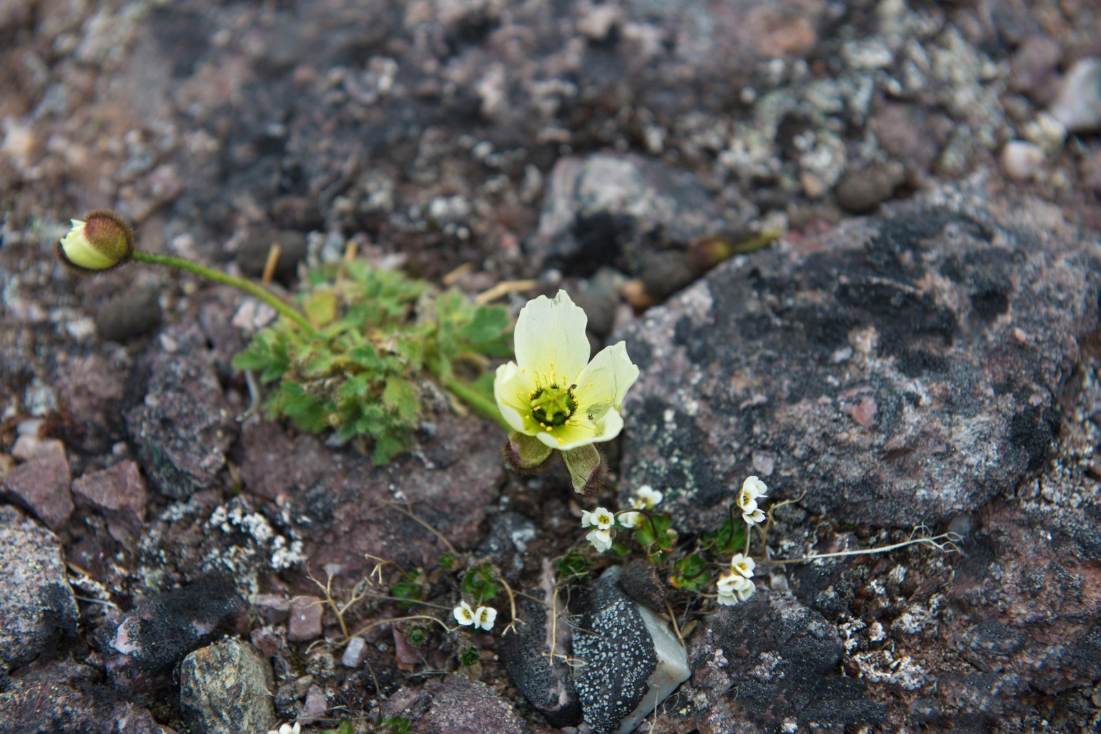 Die zarte Blüte des Svalbard-Mohn