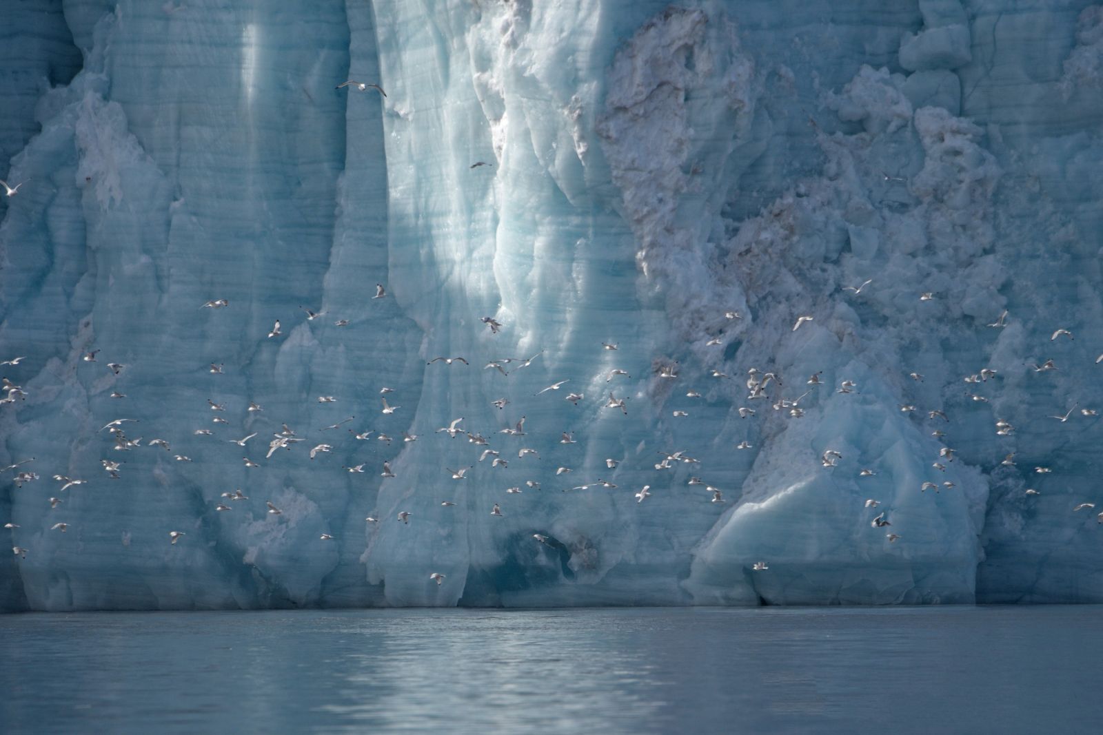 Vogelschwarm vor beeindruckender Gletscher-Kulisse