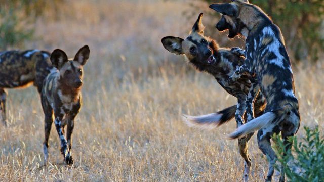 Die seltenen Wildhunde leben im Ruaha Nationalpark