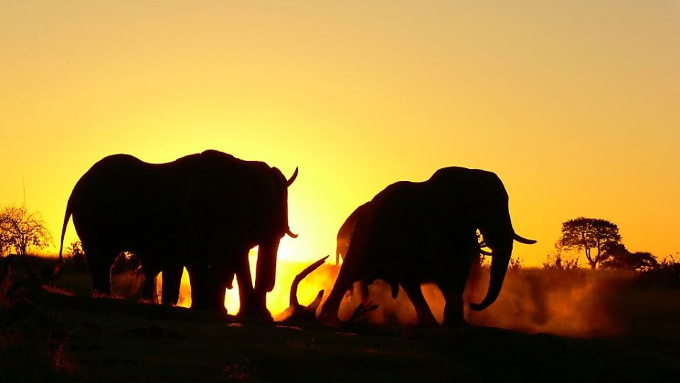 Elefanten im Abendlicht