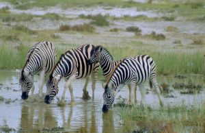 Zebraherde im Etosha-Nationalpark