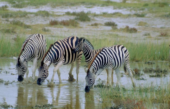 Zebraherde im Etosha-Nationalpark © Diamir