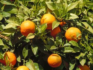 Orangenbäume in Spanien