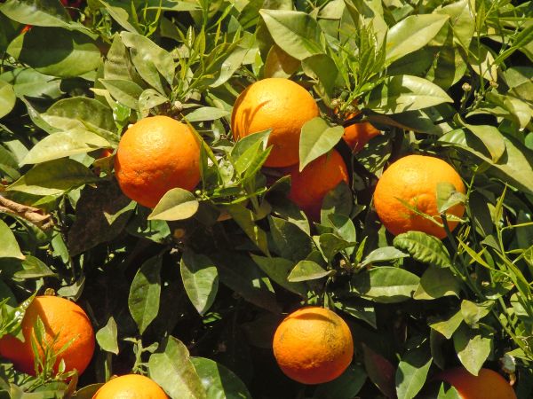 Orangenbäume in Spanien © Diamir