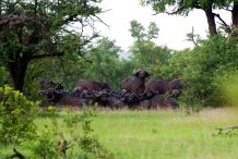 Eine Herde Büffel im Busch