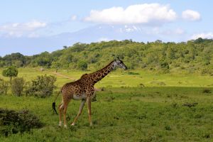 Giraffe vor dem Kilimanjaro
