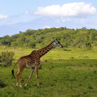 Giraffe vor dem Kilimanjaro