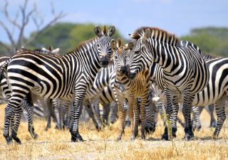 Zebrafamilie