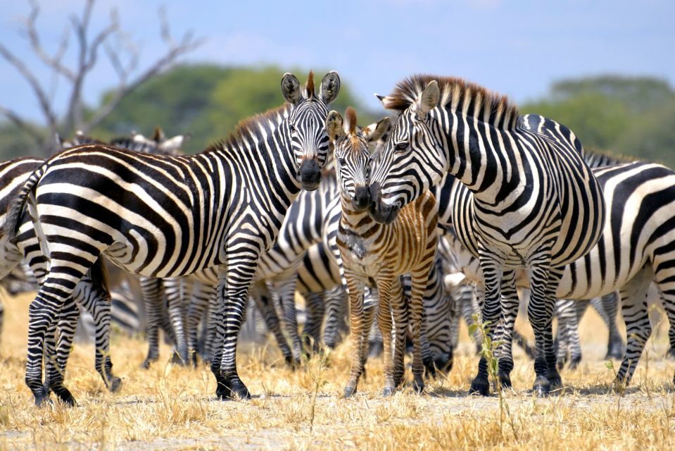 Zebrafamilie