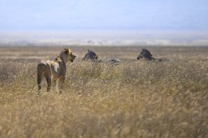 Löwin auf der Jagd im Ngorongoro-Krater
