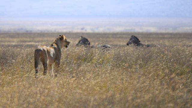 Löwin auf der Jagd im Ngorongoro-Krater