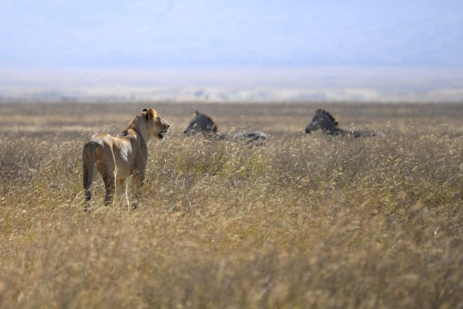 Löwin auf der Jagd © Diamir