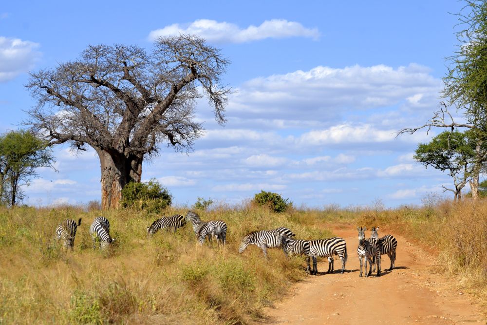Zebras neben einem Baobab-Baum