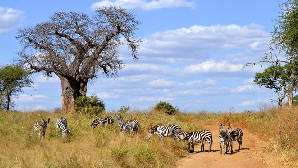 Zebras neben einem Baobab-Baum