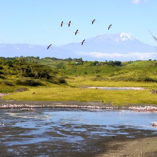 Flamingos im Großen Momella-See vor dem Kilimanjaro