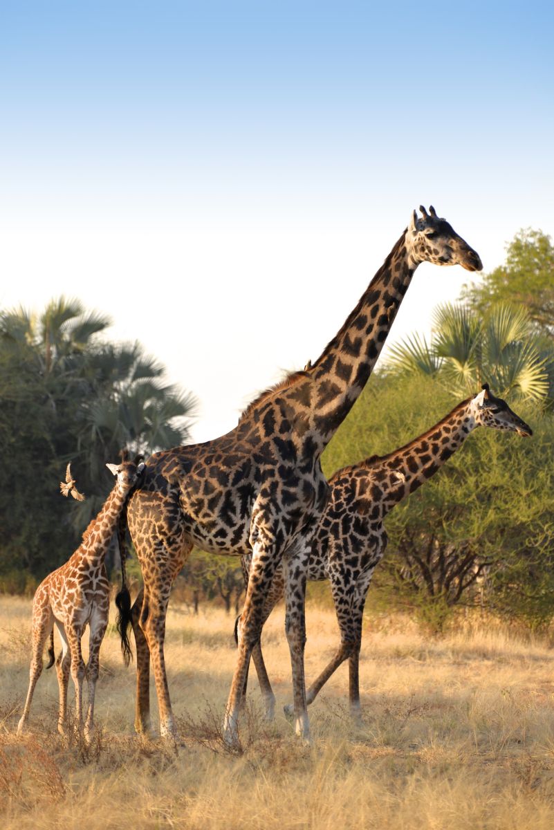 Giraffenfamilie im Abendlicht