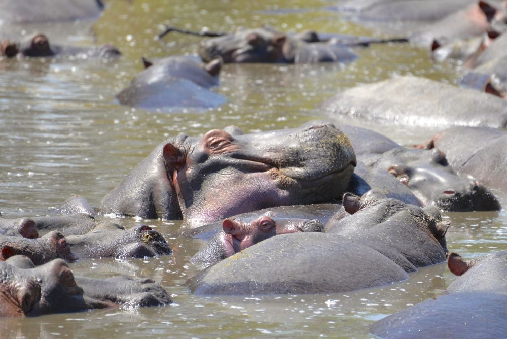 Flusspferde relaxen im Wasser