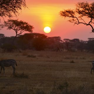Zebras grasen im Sonnenaufgang