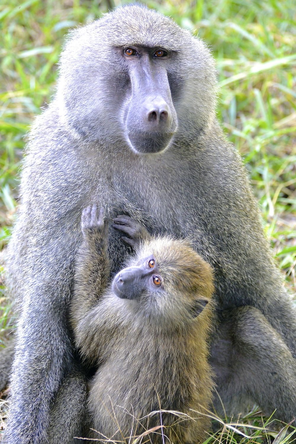 Pavianmutter mit Kind