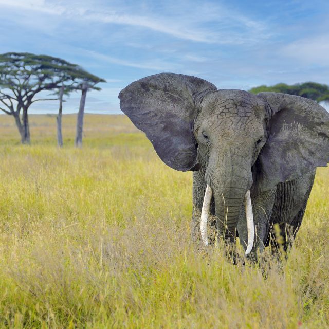 Elefantenbulle mit prächtigen Stoßzähnen