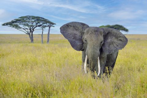 Elefantenbulle mit prächtigen Stoßzähnen