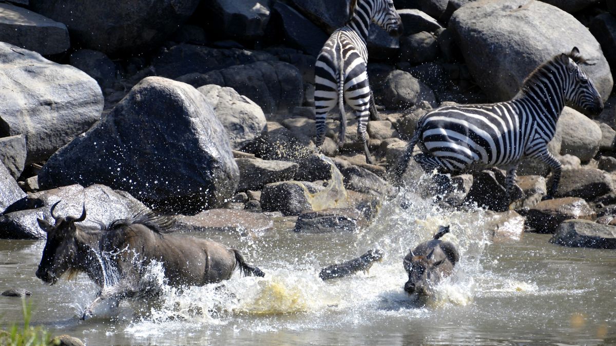 Gnus und Zebras werden bei der Flussquerung von einem Krokodil überrascht