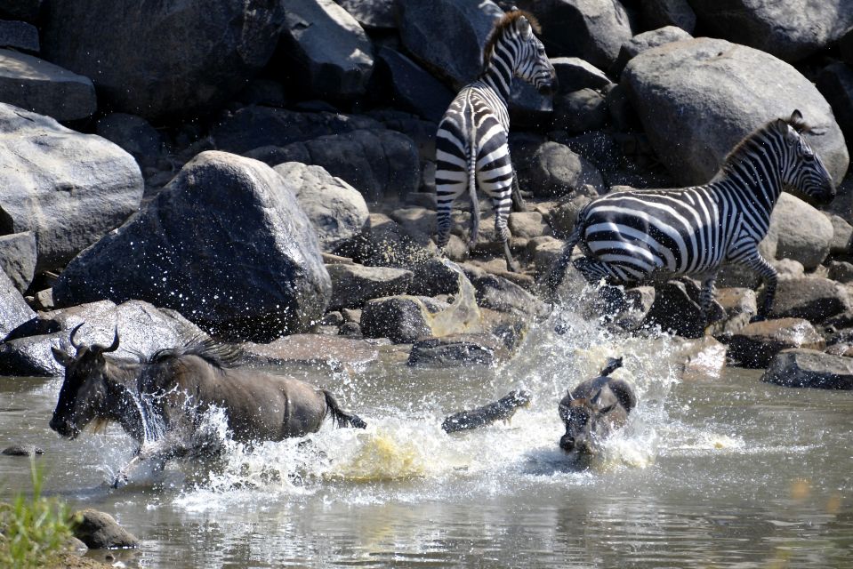 Die Gnus und Zebras werden bei der Flussüberquerung von einem Krokodil angegriffen