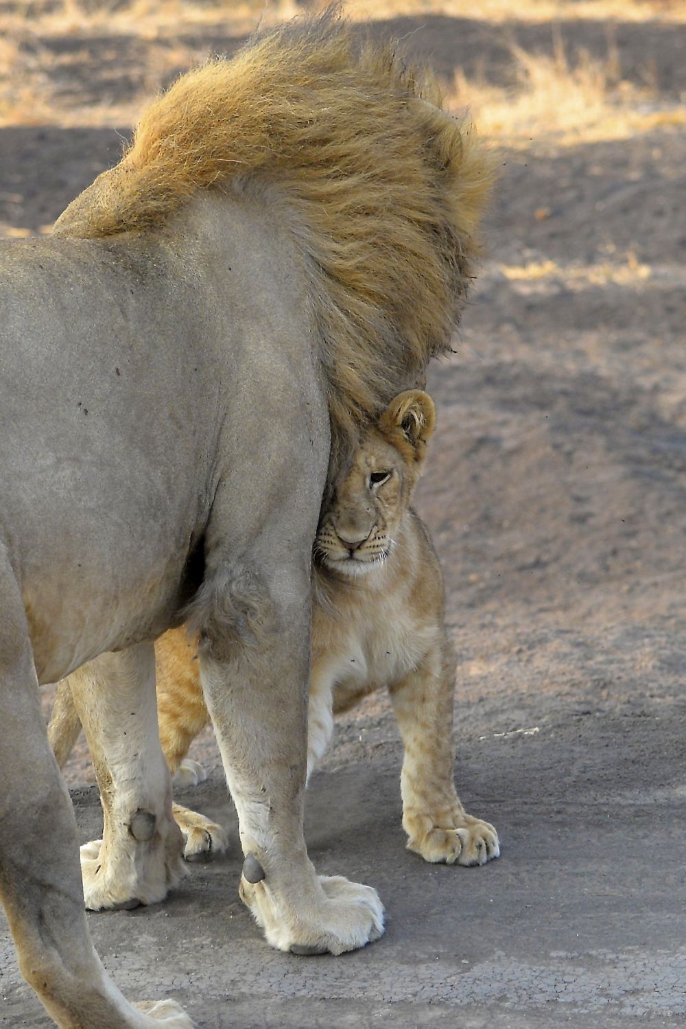 Löwenvater mit Jungtier