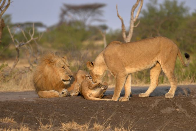 Löwenfamilie © Diamir
