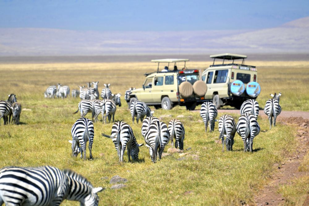 Die Zebras im Ngorongoro-Schutzgebiet haben keine Scheu vor den Safarifahrzeugen