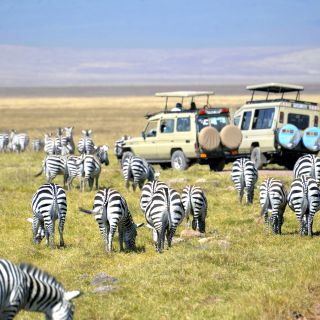 Die Zebras im Ngorongoro-Schutzgebiet haben keine Scheu vor den Safarifahrzeugen
