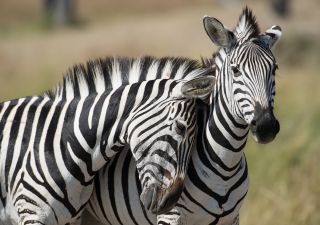 Zebras im Okavango-Delta