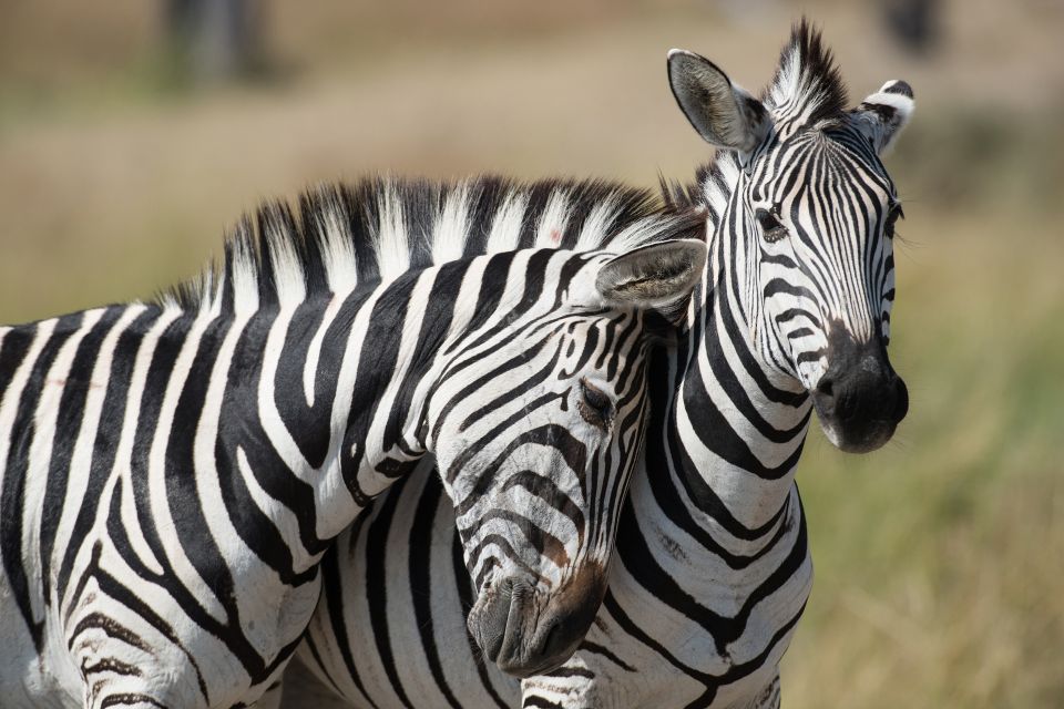 Zebras im Okavango-Delta