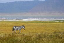 Ein Zebra am Kratersee im Ngorongoro-Schutzgebiet