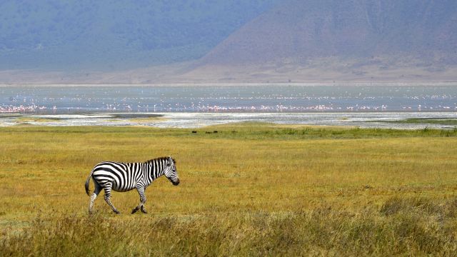 Ein Zebra am Kratersee im Ngorongoro-Schutzgebiet