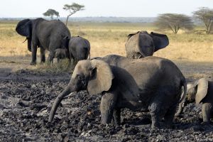 Elefanten beim Schlammbad